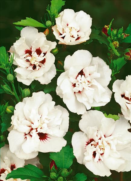 HIBISCUS LADY STANLEY