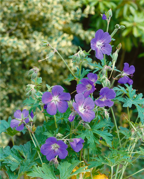 Geranium Johnson's Blue