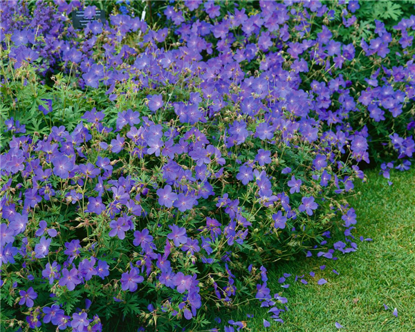 GERANIUM JOHNSON'S BLUE