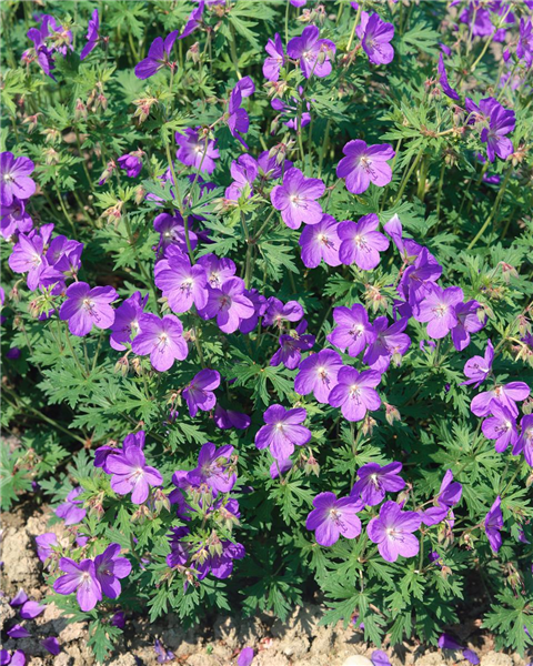 GERANIUM JOHNSON'S BLUE