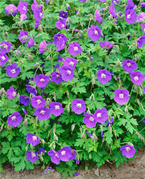 GERANIUM JOHNSON'S BLUE