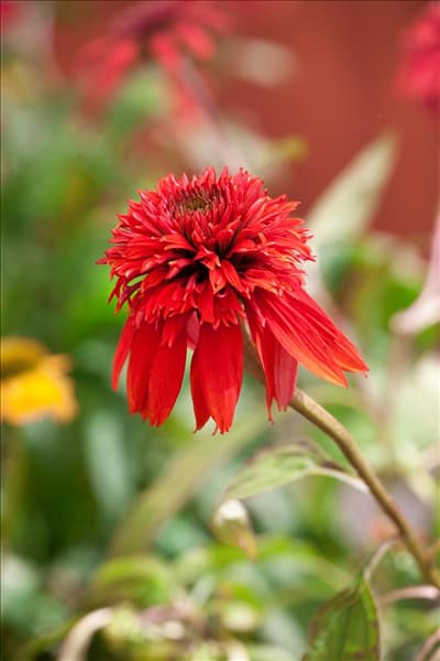 Echinacea purpurea 'Double Scoop'