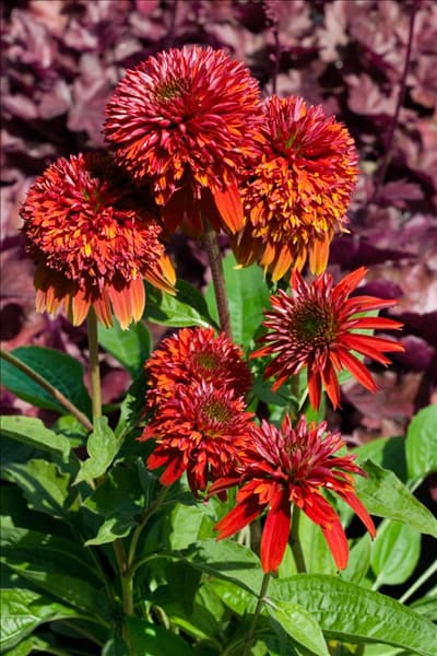 Echinacea Double Scoop Orangeberry