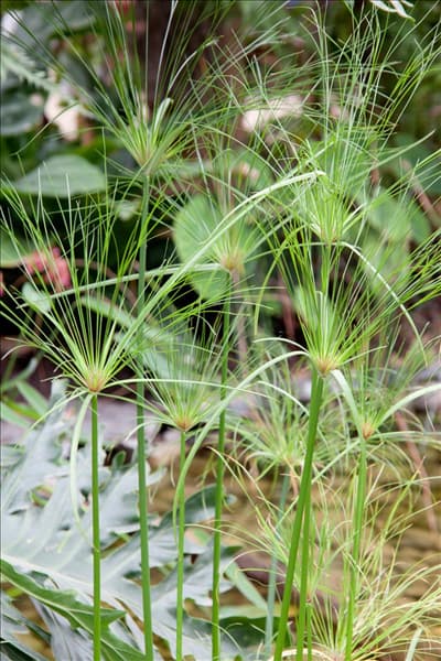 Cyperus haspan