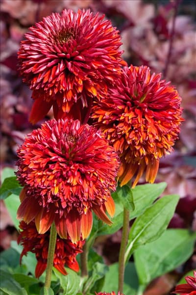Echinacea Double Scoop Orangeberry