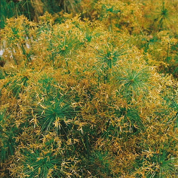 CYPERUS HASPAN