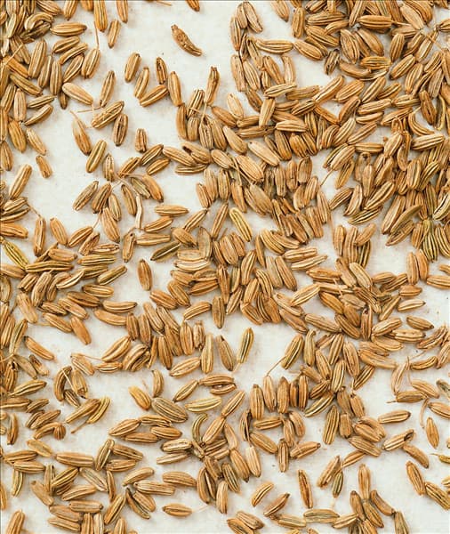 Foeniculum vulgare subsp. vulgare var. dulce