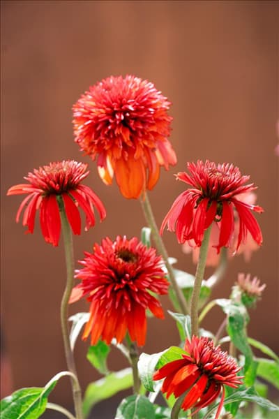 Echinacea Double Scoop ™ Cranberry