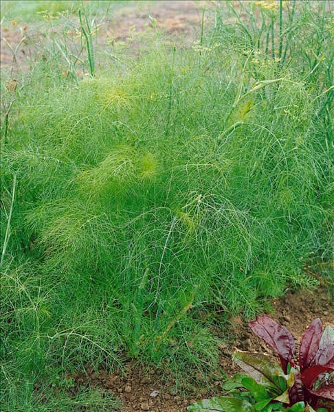 Foeniculum vulgare subsp. vulgare var. dulce