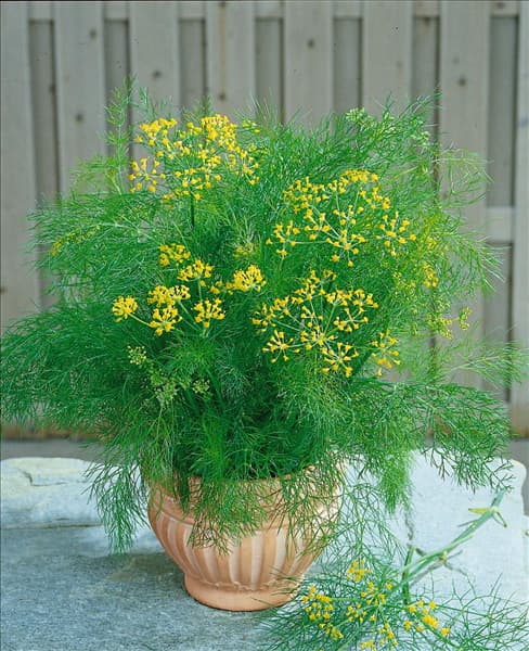 Foeniculum vulgare subsp. vulgare var. dulce