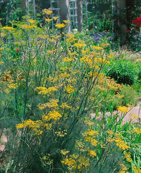 Foeniculum vulgare subsp. vulgare var. dulce Rubrum