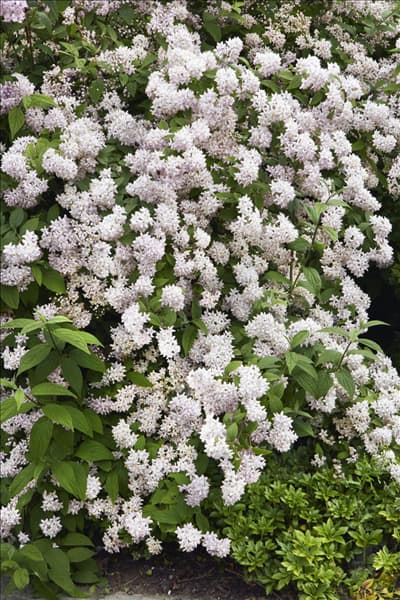 Deutzia x hybrida Mont Rose