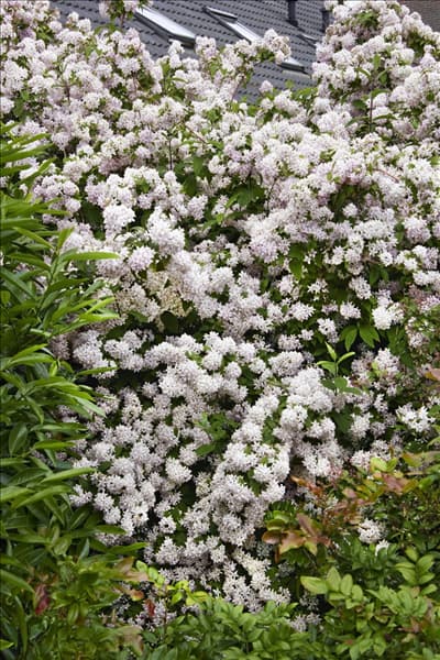 Deutzia x hybrida Mont Rose