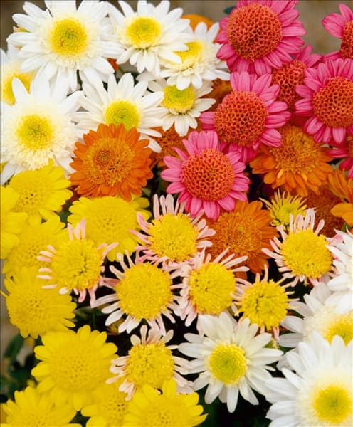 Chrysanthemum indicum Mischung