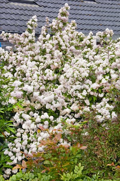 Deutzia x hybrida Mont Rose