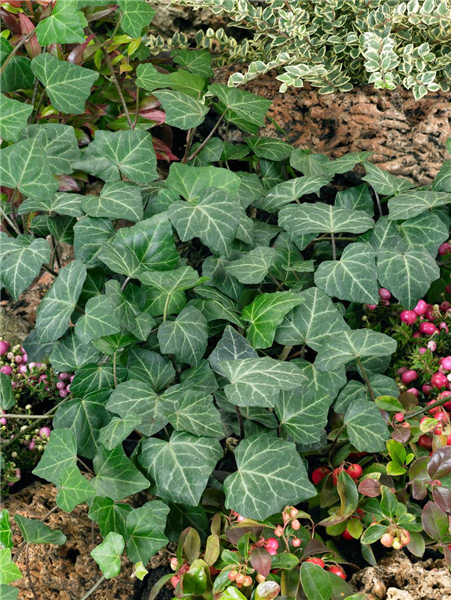 Hedera helix Woerner