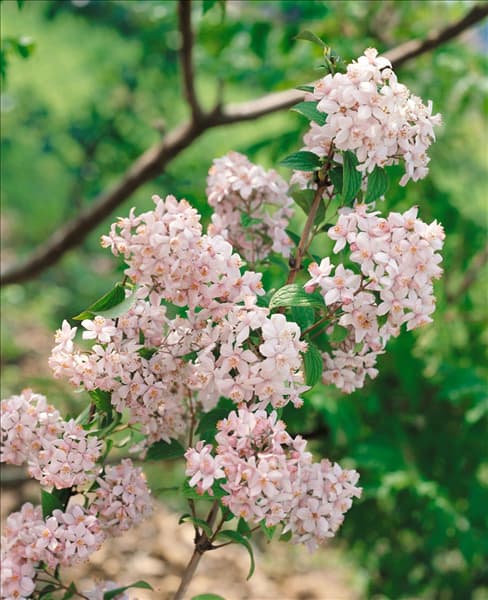 DEUTZIA GRACILIS MONT ROSE