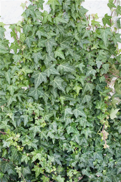 Hedera helix Woerner