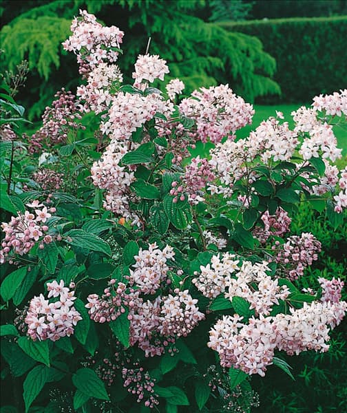 DEUTZIA MONT ROSE