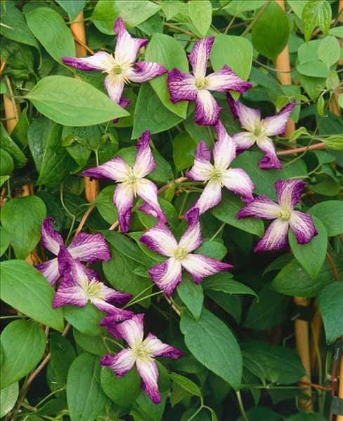 Clematis viticella Minuet