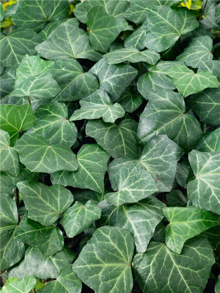 Hedera helix Woerner