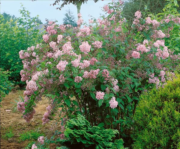 DEUTZIA GRACILIS MONT ROSE
