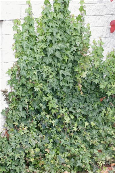 Hedera helix Woerner