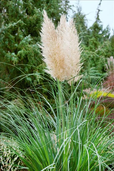 Cortaderia selloana Evita