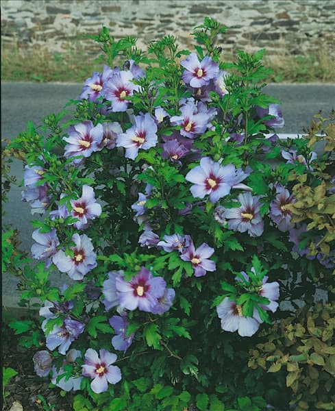 HIBISCUS SYRIACUS BLUE BIRD