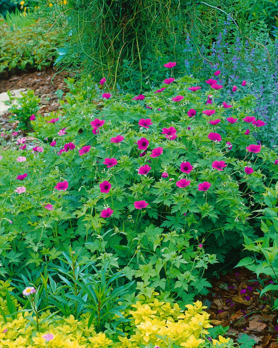 GERANIUM PSILOSTEMON BRESSINGHAM FLAIR