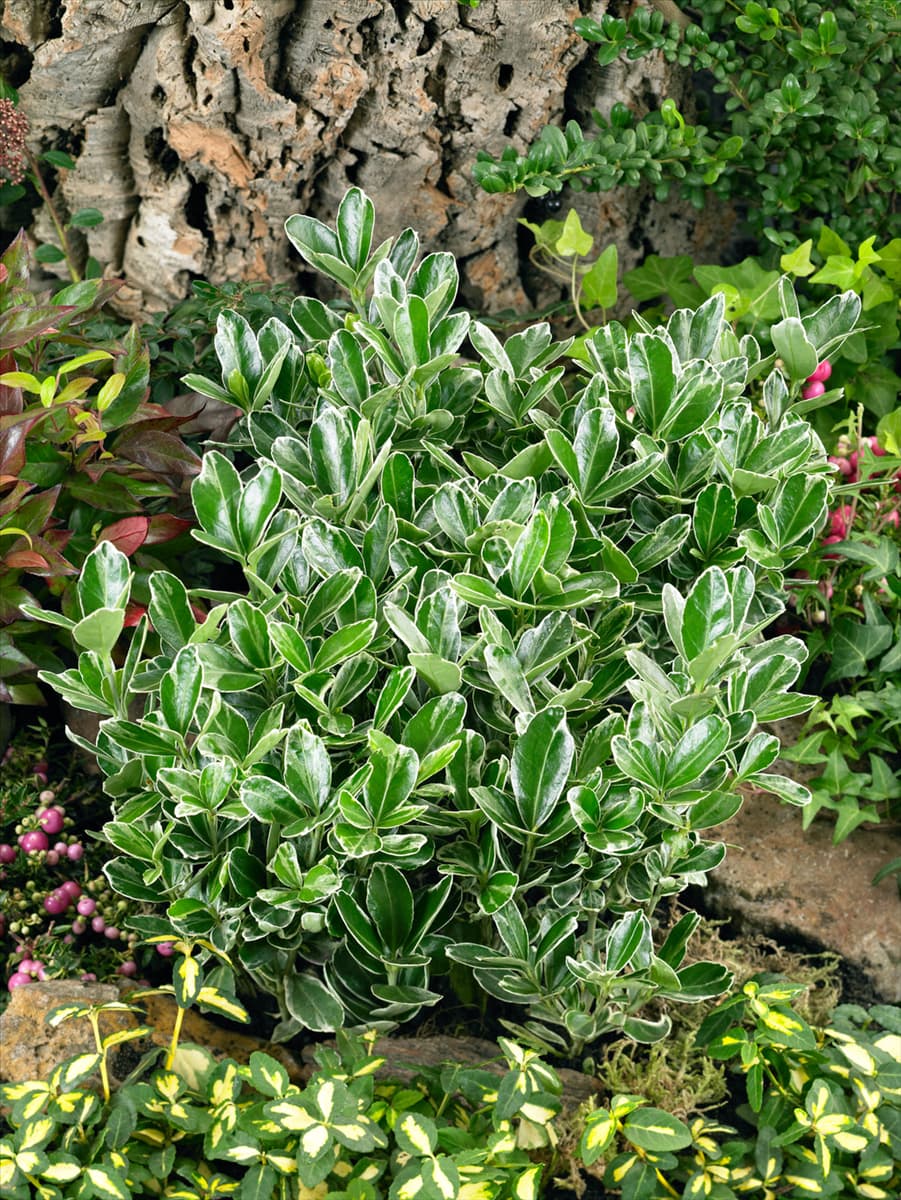 Euonymus japonicus