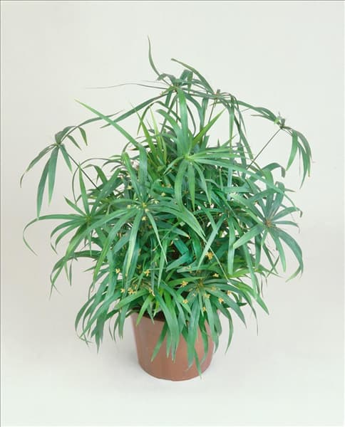 CYPERUS SUMULA
