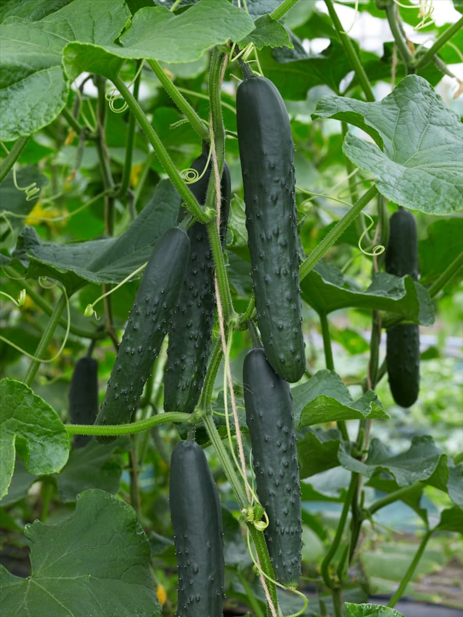 Cucumis sativus Aikon F1