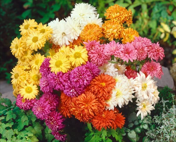 CHRYSANTHEMUM / MIX