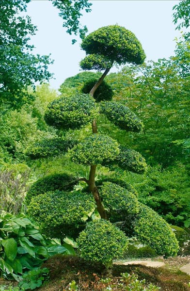 Buxus / Formschnitt
