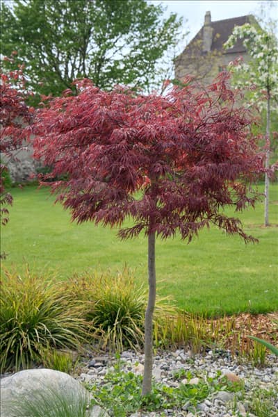 Acer palmatum Dissectum Atropurpureum