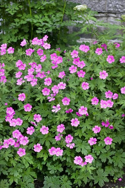 Geranium sanguineum Khan