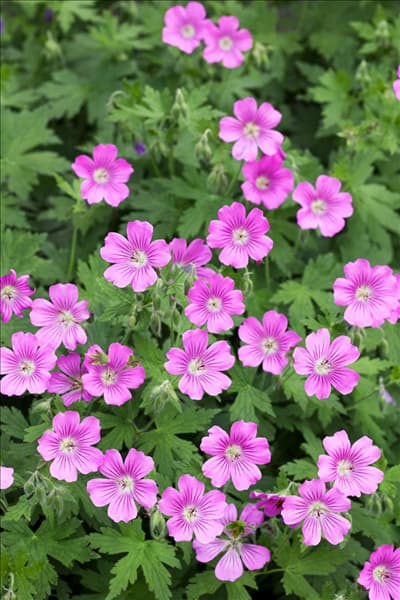 Geranium sanguineum Khan