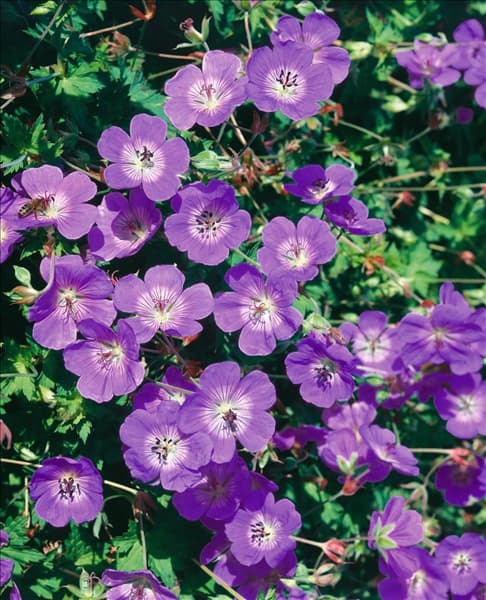 Geranium sanguineum Canon Miles