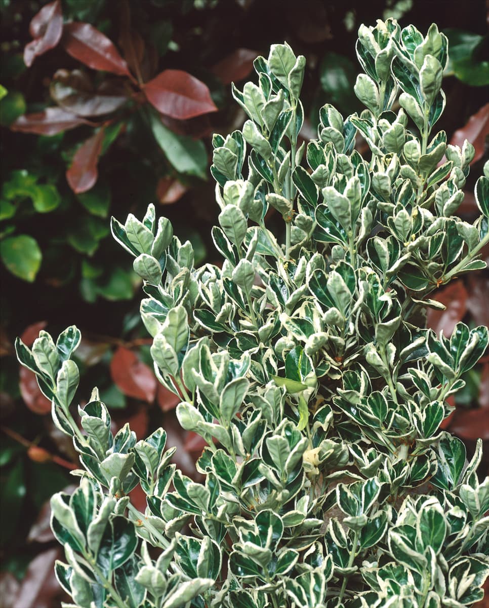 Euonymus japonicus Kathy