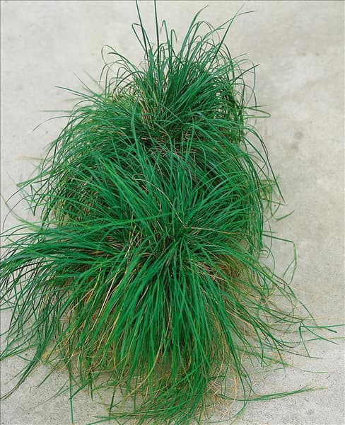 Stipa capillata