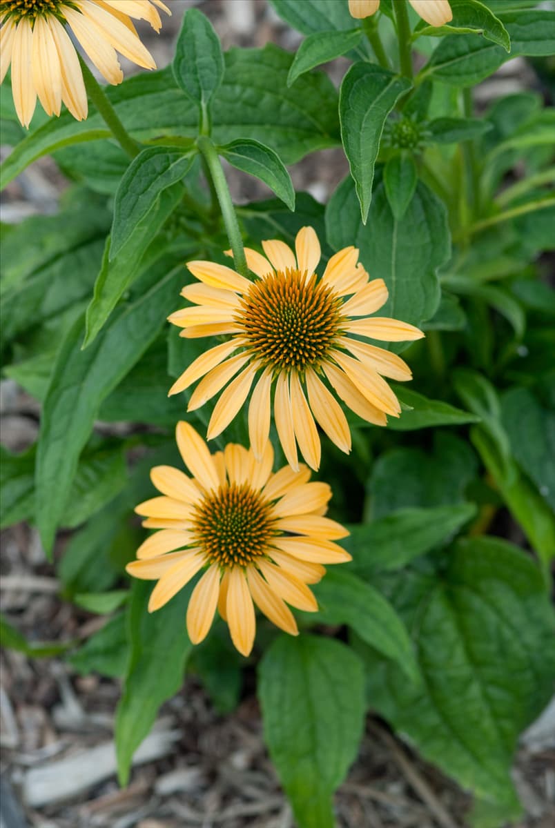 Echinacea purpurea Harvest Moon ®