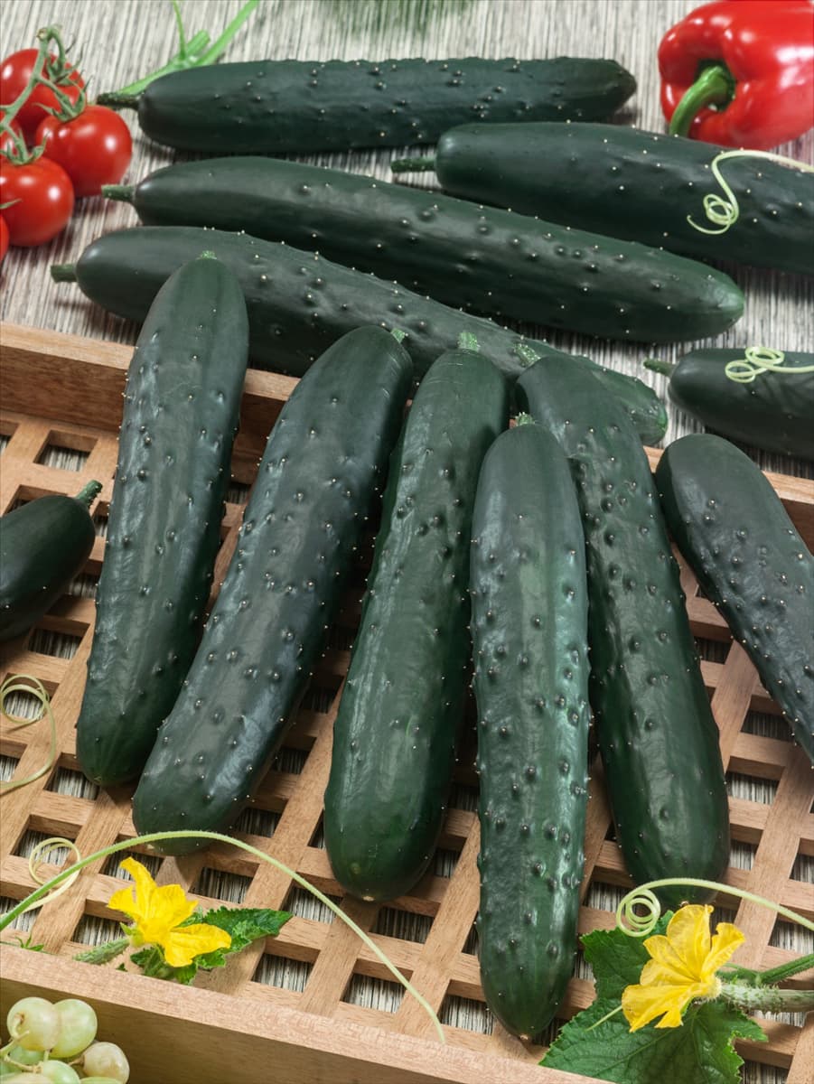 Cucumis sativus Aikon F1