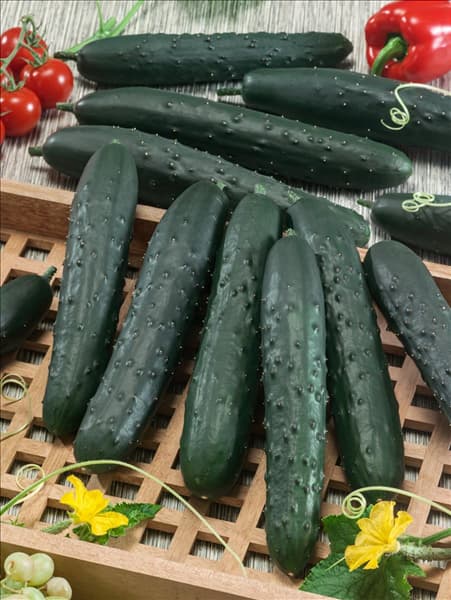Cucumis sativus Aikon F1