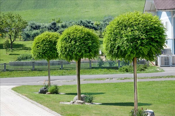 Robinia pseudoacacia