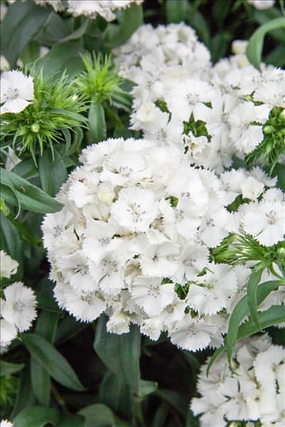 Dianthus barbatus Sweet White