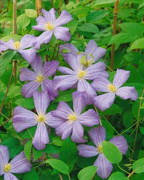 CLEMATIS PRINCE CHARLES