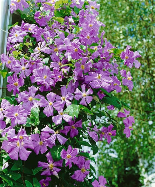 Clematis Prince Charles