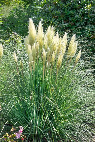Cortaderia selloana