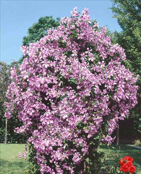 Clematis Prince Charles